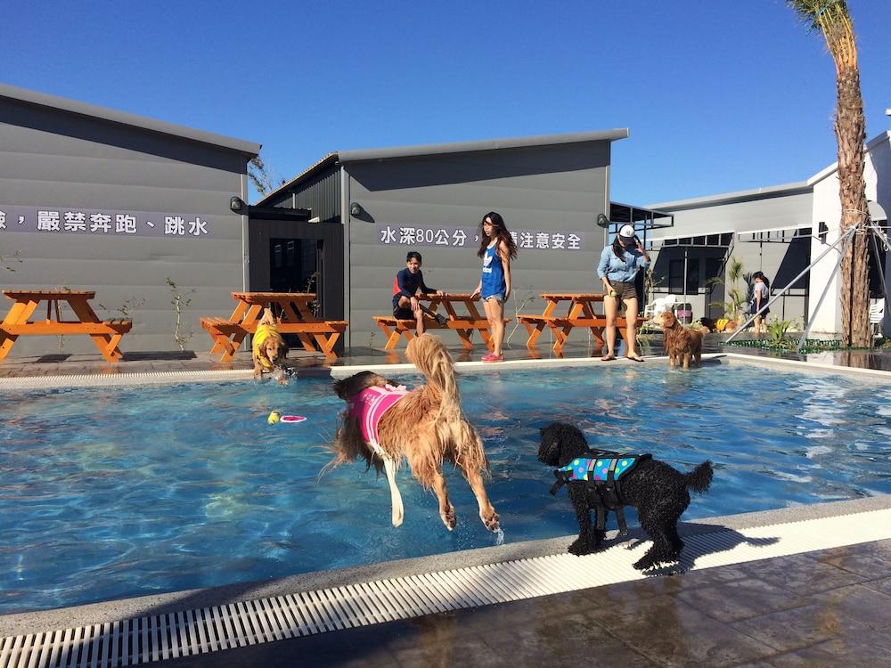 Ss2 dog swimming store pool