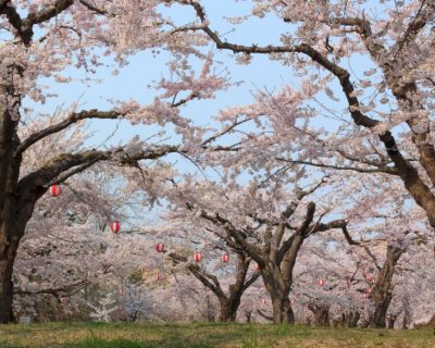 10 Best Places To See Cherry Blossom In Japan - HotelsCombined 10 Best ...