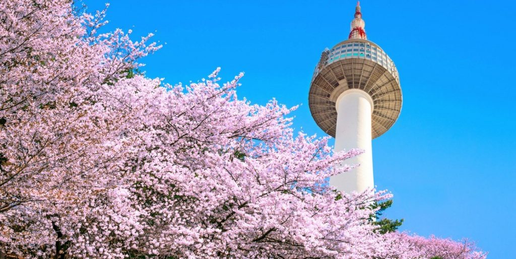 Cherry Blossoms of Korea Guide and Forecast Cherry