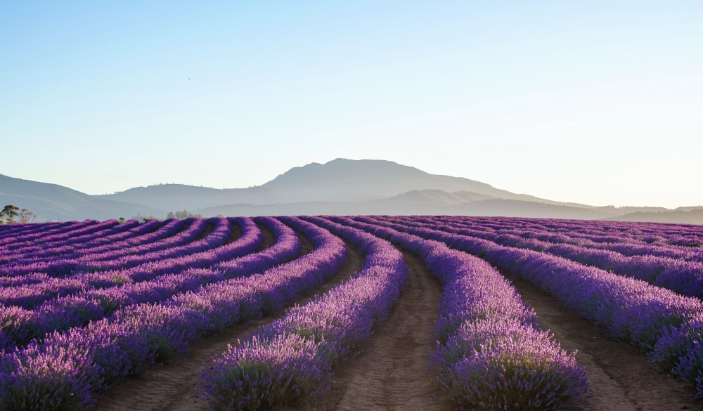 Lavender , Lauceston