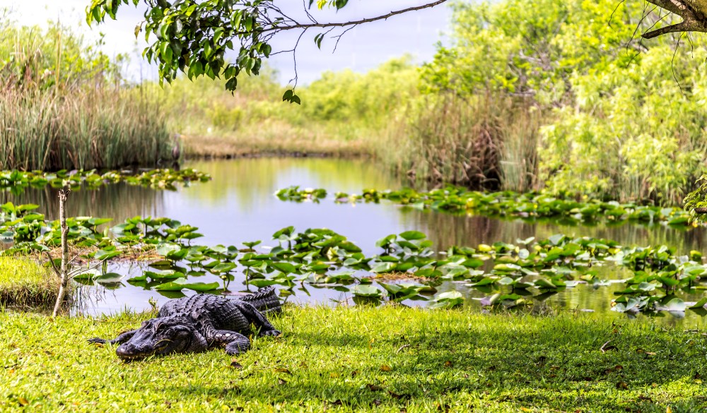 Crocodile on lakeshore, Everglades, Florida, USA