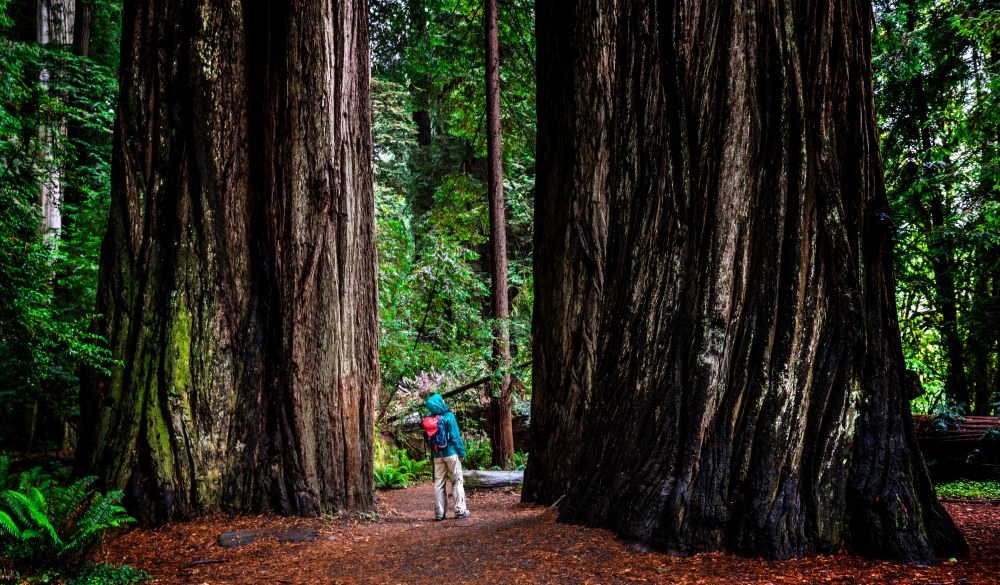 Woman on trail through the Jedediah Smith Redwoods , UNESCO site in the US