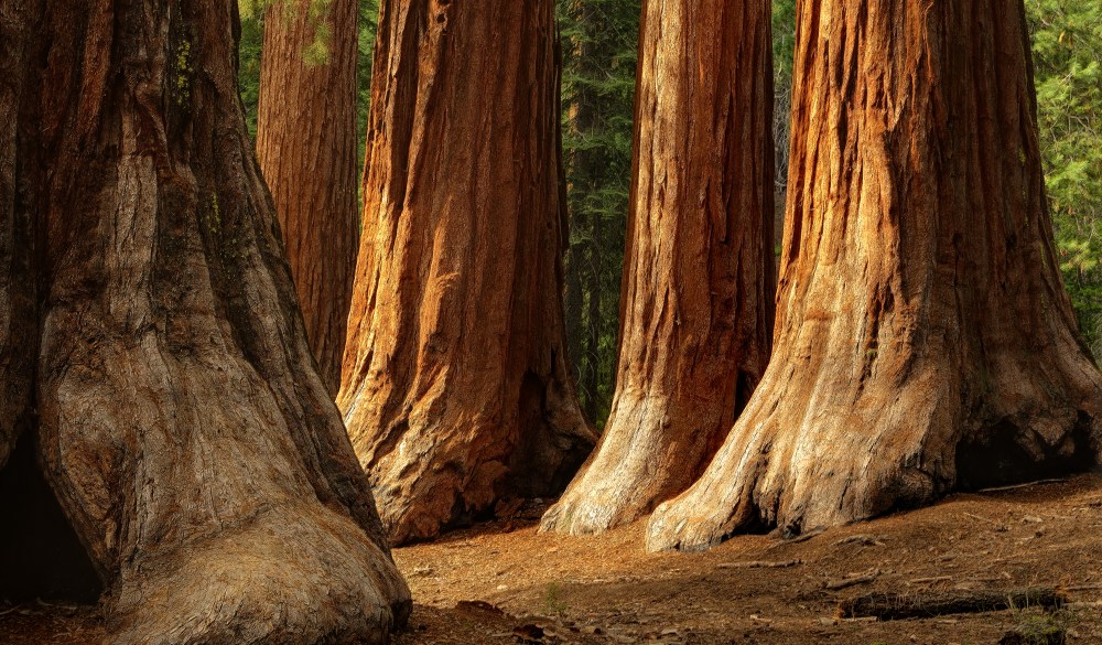Giant Sequoias, Yosemite National Park, UNESCO site in the US