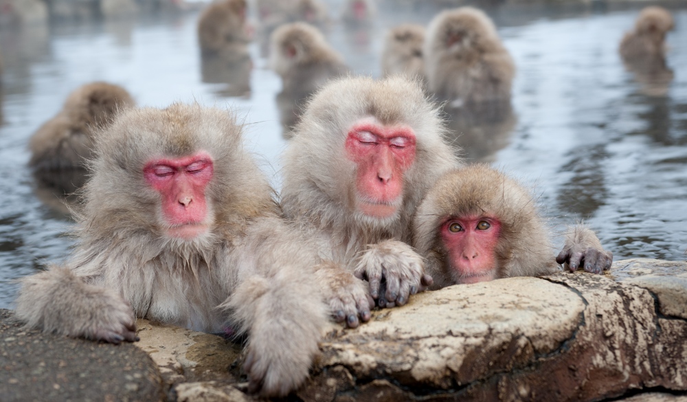 Snow Monkeys in Onsen